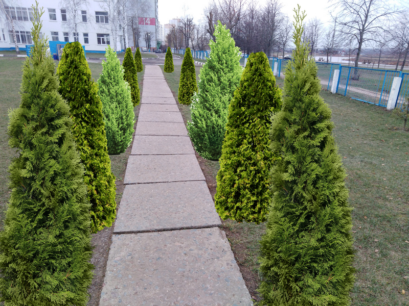 аллея памяти