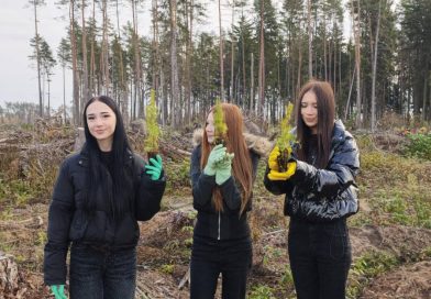 дай лесу новае жыццё